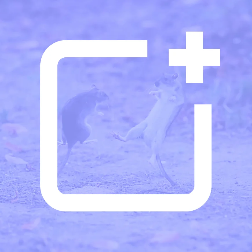 El post de mayo: Dos ratas y un prompt